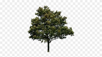 Tree Png Clipart Png Images - Tree For Photoshop Png