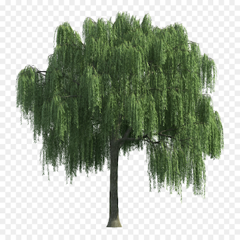 tree png download - 1024*1024 - Free Transparent Willow png Download.