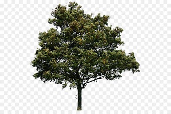tree png image, free download, picture 