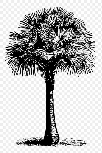Tree png sticker, Australian fan | Free PNG - rawpixel