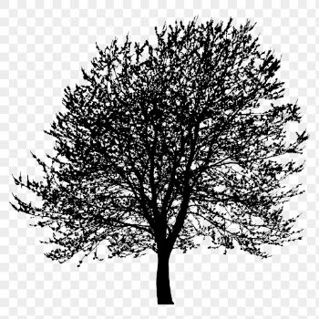 Tree png sticker botanical silhouette, | Free PNG - rawpixel