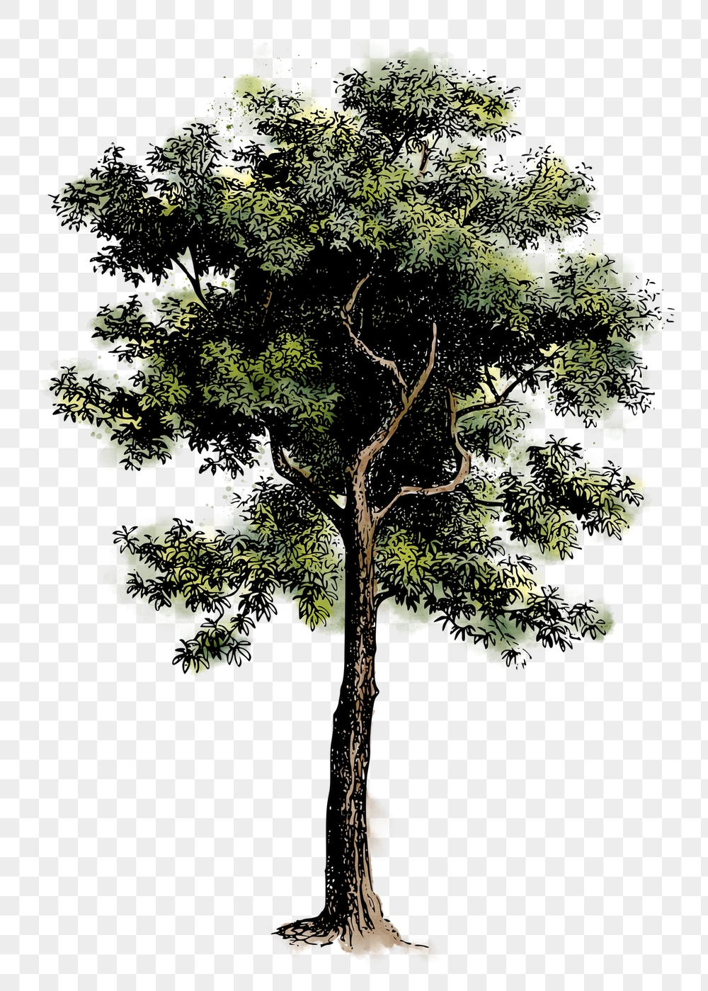 Tree png sticker, nature watercolor | Free PNG Illustration - rawpixel