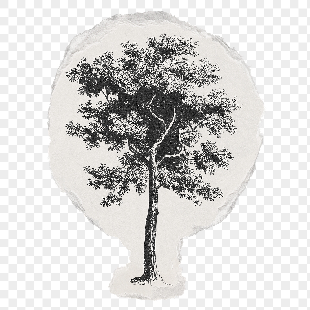 Tree png sticker, ripped paper, | Free PNG Illustration - rawpixel