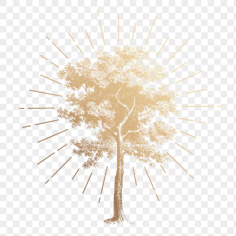 Tree png sticker, vintage botanical | Free PNG Illustration - rawpixel