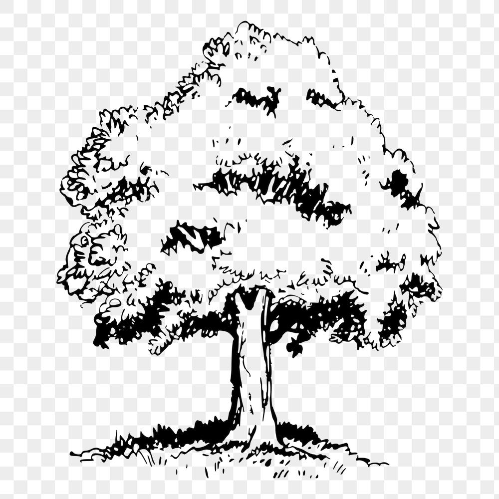 Tree png sticker, vintage botanical | Free PNG - rawpixel