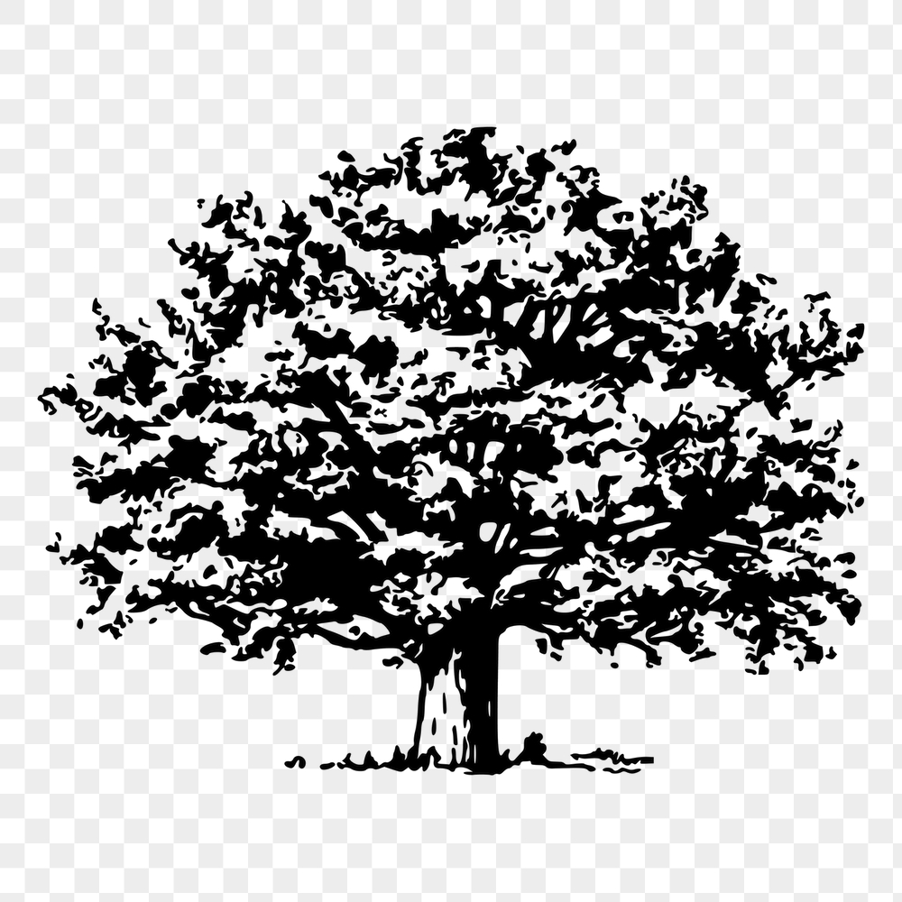 Tree png sticker, vintage botanical | Free PNG - rawpixel