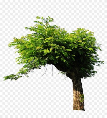 Tree Png Stock By Ady-stock - Tree Stock Image Png