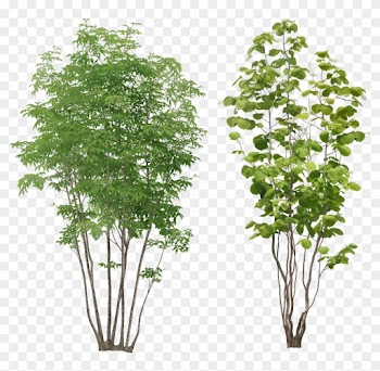 Tree Png Transparent Images - Trees And Plants Png