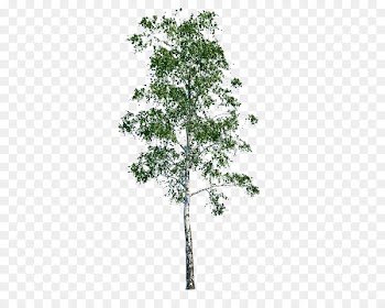 Tree Populus nigra Architecture - Silver Birch 
