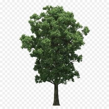 Tree Portable Network Graphics Image Design Download - landscaping installation 
