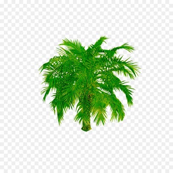 Tree Portable Network Graphics Image Shrub Transparency - tree 