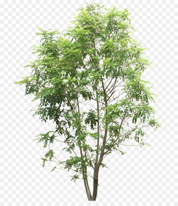 Tree Portable Network Graphics Landscape architecture Washingtonia Palm - p 