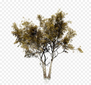 Tree Portable Network Graphics Stock photography Image Shrub -  
