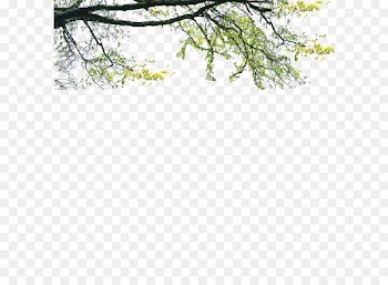 Tree Poster Landscape - Landscape foreground tree 