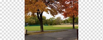 Tree Property Landscape Land lot BGRA Baseball, Keith Sonne Building, Jay park transparent background PNG clipart