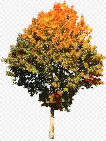 Tree, Red Maple, Shrub, Flowering Plant PNG