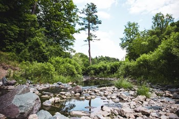 Tree Reflected In Stream