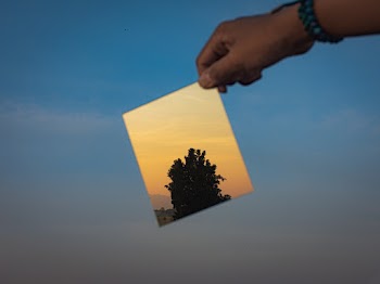 Tree Reflection On A Mirror