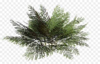 Tree Rendering Plant Shrub - bushes 