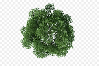 Tree Rendering - tree top view 