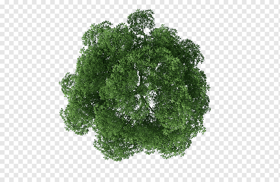 Tree Rendering, tree top view, of brown and green tree, leaf Vegetable, leaf, pin png
