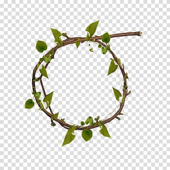 Tree ring transparent background PNG clipart