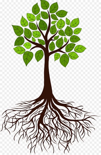 Tree Root Branch - tree roots 