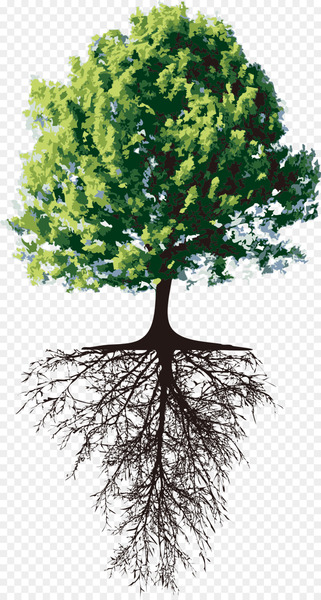 Tree Root Separative sewer Trunk - tree 