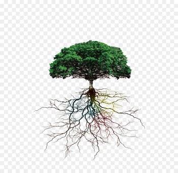 Tree Rooting Branch - Tree roots 