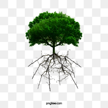 Tree Roots PNG Images | Vector and PSD Files | Free Download on ...