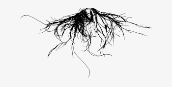 Tree Roots Png - Terres I Vents [book] Transparent PNG - 636x338 ...