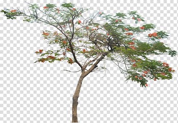 Tree Royal poinciana Plant, Watercolor plant transparent background PNG clipart