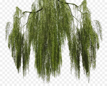 Tree Salix matsudana Weeping willow Branch Portable Network Graphics - tree 