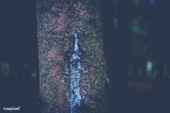 Tree sap | Free public domain photo - 432637