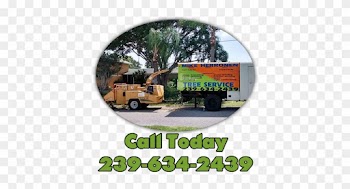 Tree Service Cape Coral Specializes In Grinding Any - Sw Fl Tree Service