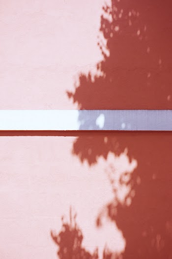 Tree Shadow on Wall