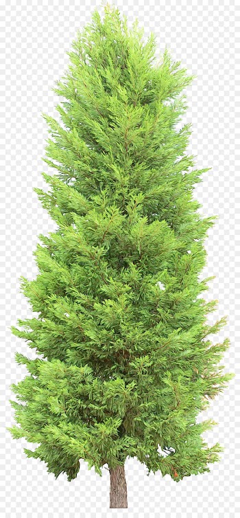 tree shortleaf black spruce columbian spruce balsam fir white pine