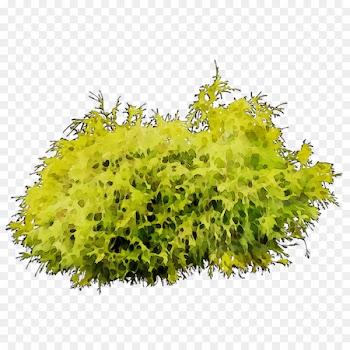 Tree Shrub -  