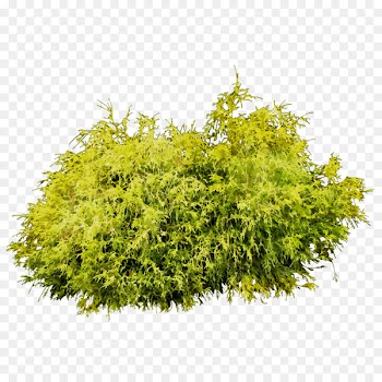 Tree Shrub -  