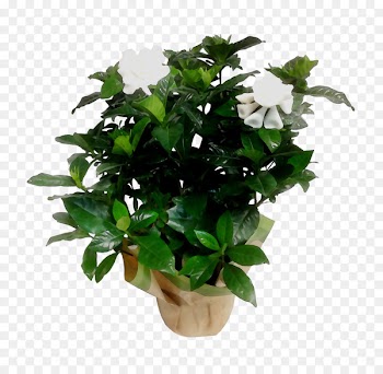 Tree Shrub Box Flower Bougainvillea -  