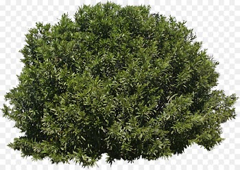 Tree Shrub Evergreen - bushes 