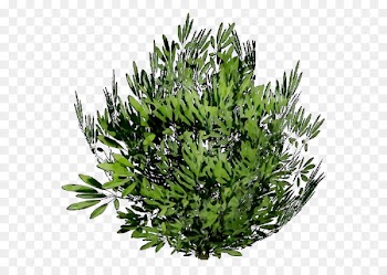 Tree Shrub Herb -  