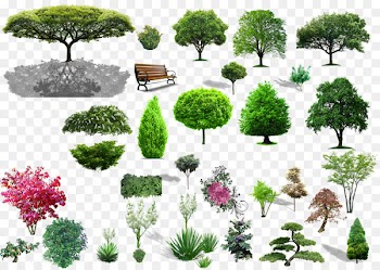 Tree Shrub Landscape - Plant material 
