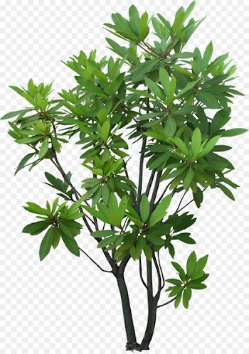 Tree Shrub Plant Evergreen Garden - tree png 