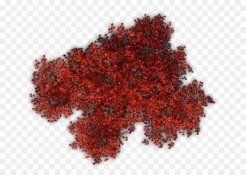Tree Shrub Red Berberis thunbergii Plant - tree top view 