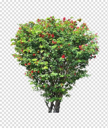 Tree Shrub, tree transparent background PNG clipart