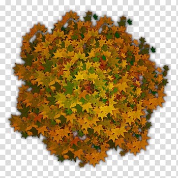 Tree Shrub, tree transparent background PNG clipart