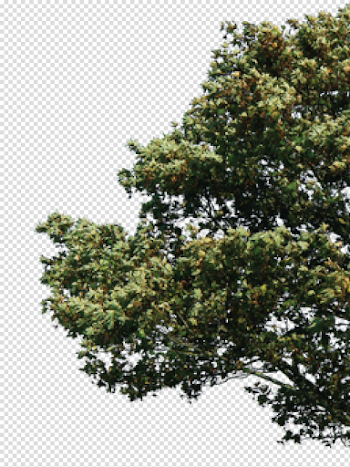 Tree side png » PNG Image