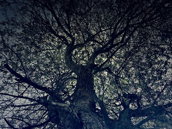 Tree Silhouette