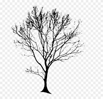 Tree Silhouette Black Â - Tree Drawing Black And White Png